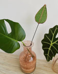 Stained Glass | Mulberry Leaf Stem
