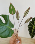 Stained Glass | Mulberry Leaf Stem