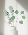 Stained Glass | Silver Dollar Eucalyptus Stem