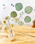 Stained Glass | Silver Dollar Eucalyptus Stem