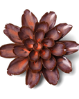 Ceramic Flower Wall Art | Peach Mocha Cornflower