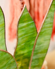 Handmade stained glass snake plant with 4 sculpted leaves. A cat-friendly, zero-maintenance houseplant alternative. Perfect for colorful home decor.