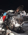 Now you can customize our Willis Eastwood pet line by choosing your paint colors! Choose the perfect colors to reflect your pet's style! For the toughest little guy or the biggest softie, the Willis collar brings colorful personality to a classic leather design for your pet. Natural leather collar features 5 holes for the perfect fit. Finished with brass hardware and your choice of color block.