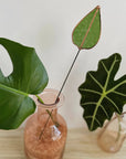 Stained Glass | Mulberry Leaf Stem