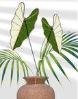 Stained Glass | Tropical Green Large Alocasia Leaf