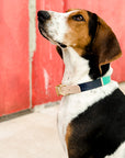 Now you can customize our Willis Eastwood pet line by choosing your paint colors! Choose the perfect colors to reflect your pet's style! For the toughest little guy or the biggest softie, the Willis collar brings colorful personality to a classic leather design for your pet. Natural leather collar features 5 holes for the perfect fit. Finished with brass hardware and your choice of color block.