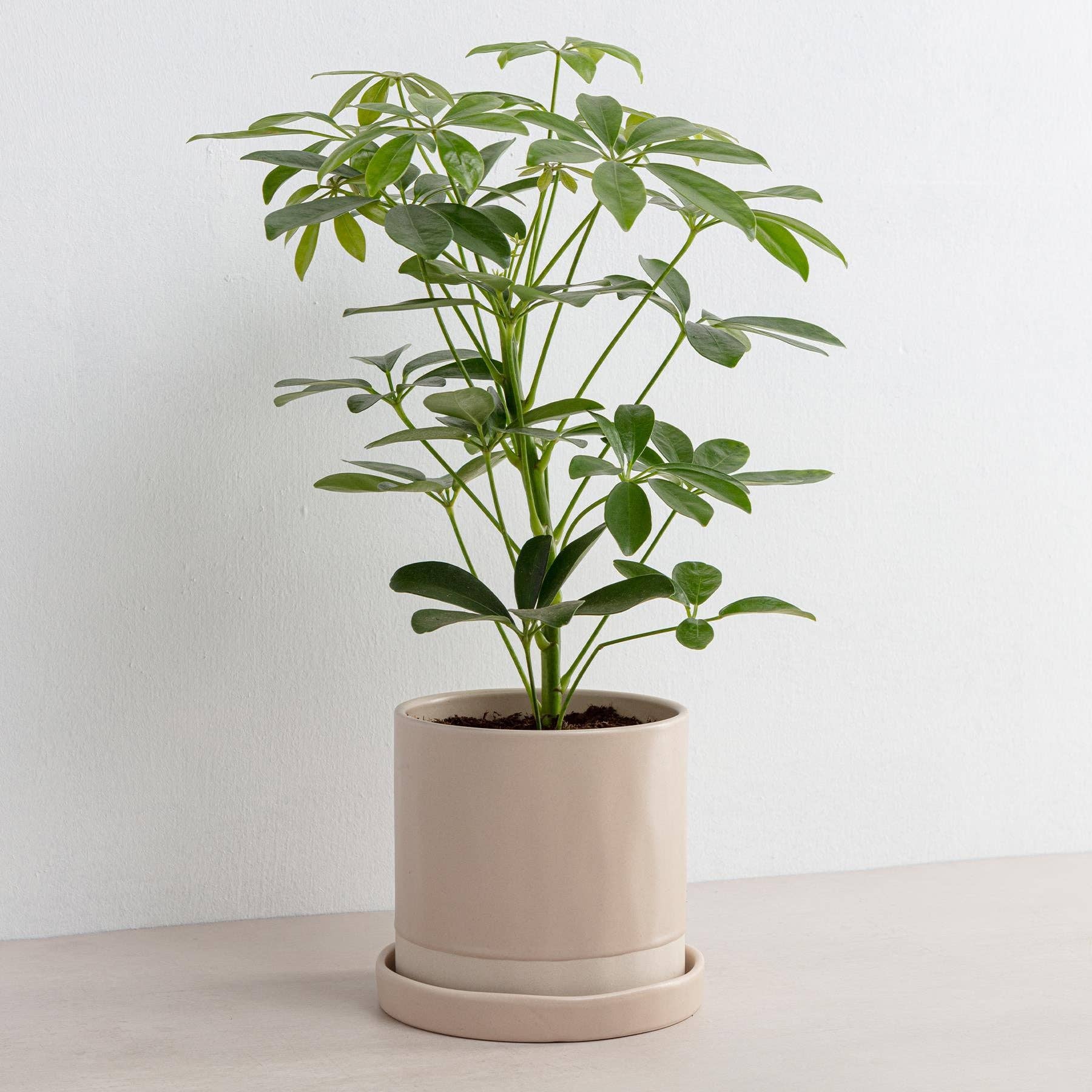 Organics Planter & Tray | Desert Blush
