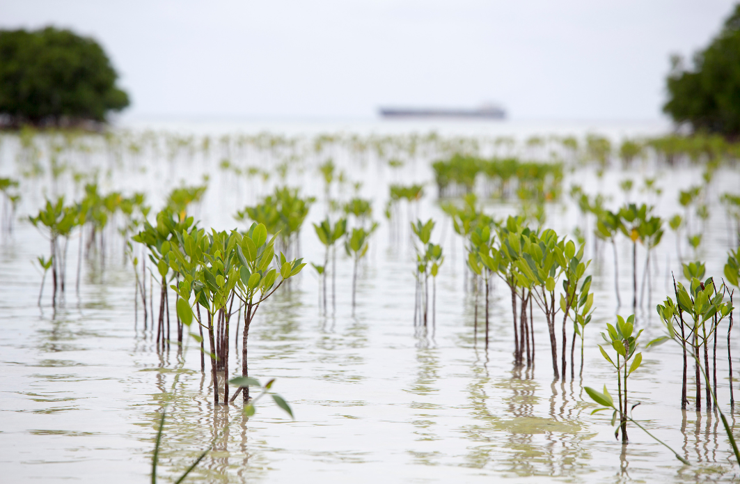 SOS Initiative: Mangrove Reforestation Spotlight