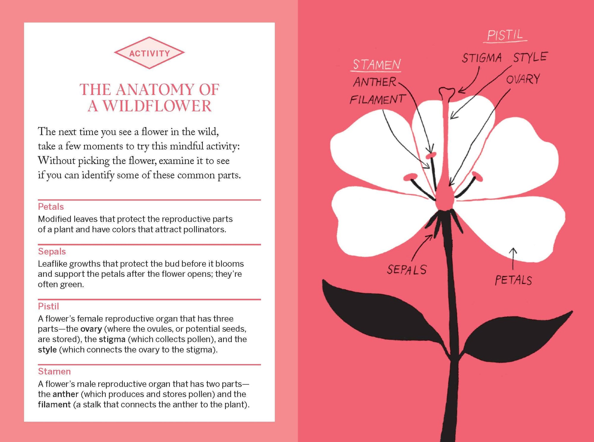 Book | Pocket Nature: Flower Finding
