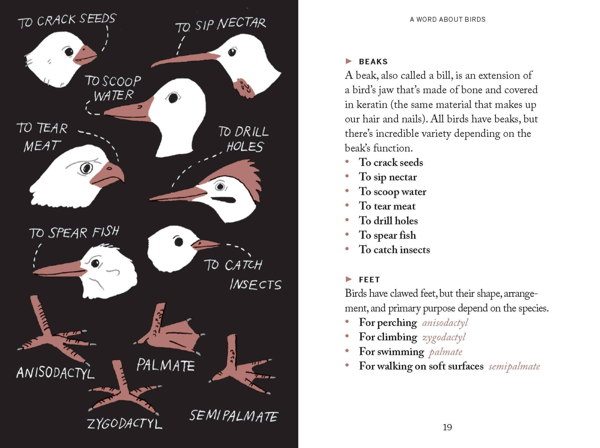 Book | Pocket Nature: Bird-Watching