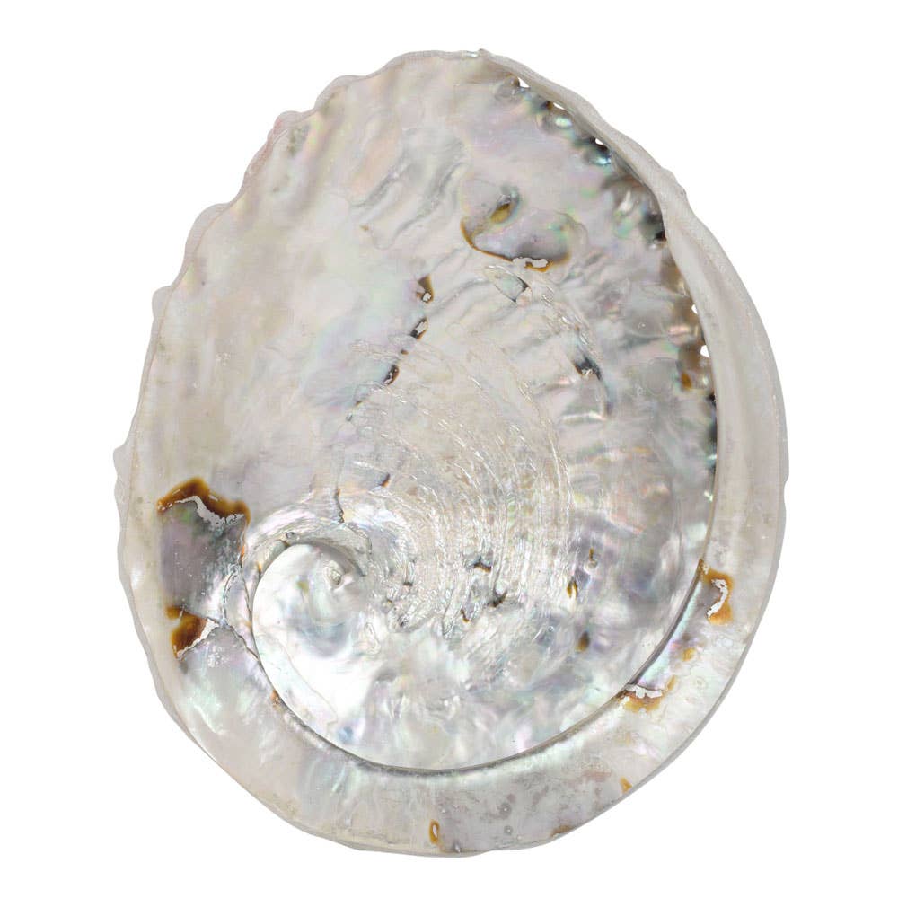 Shell | Abalone
