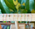 Row of silk cord bracelets on a wooden bar in front of green leaves