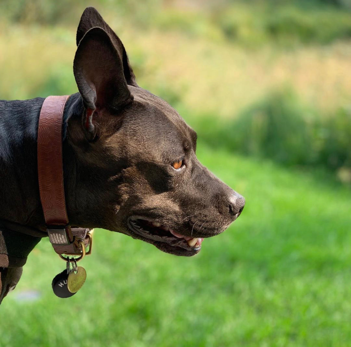 Willis Leather Collar