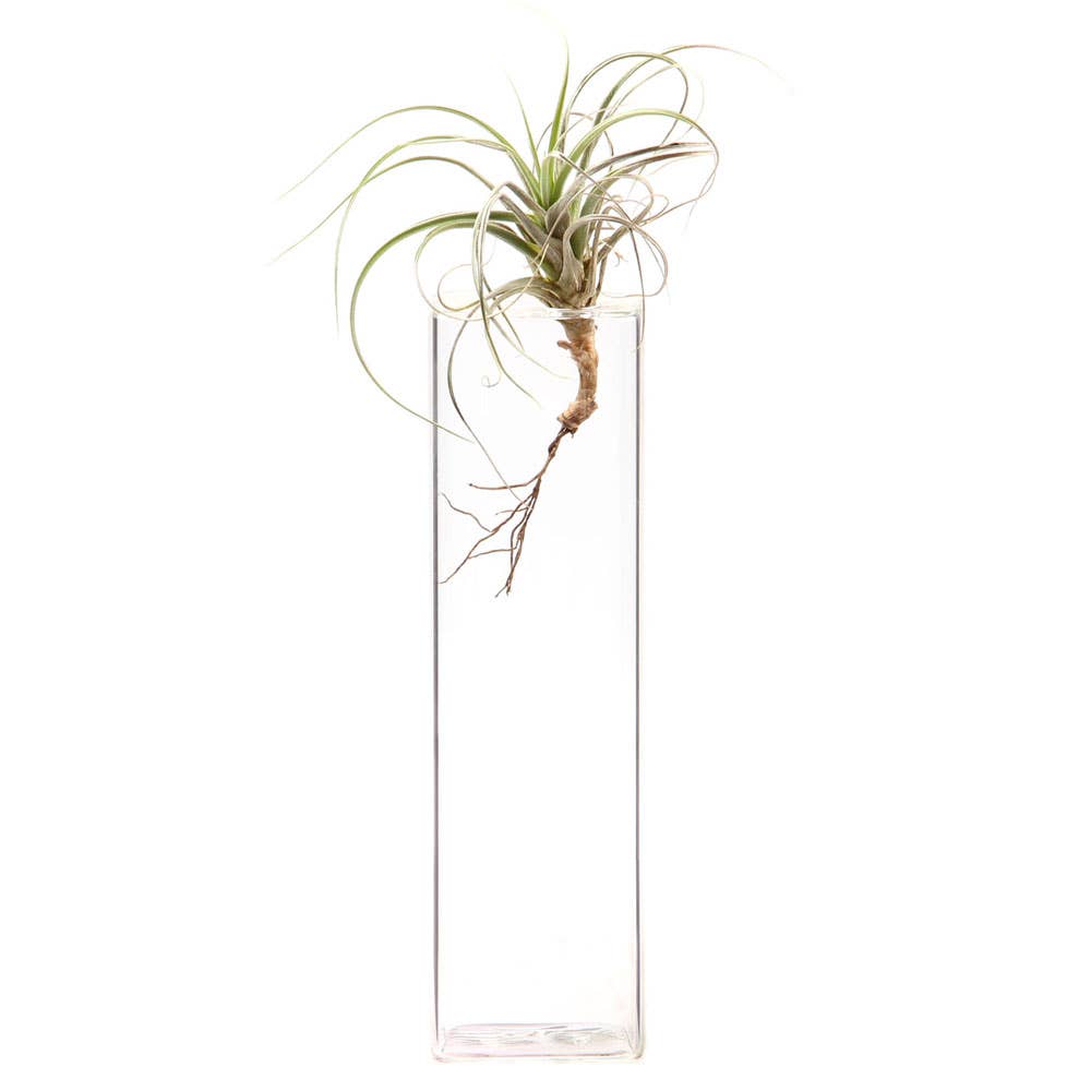 Tall clear glass vase for single stems, branches, or air plants. Minimal, modern bud vase perfect for home decor, shelves, and table styling.
