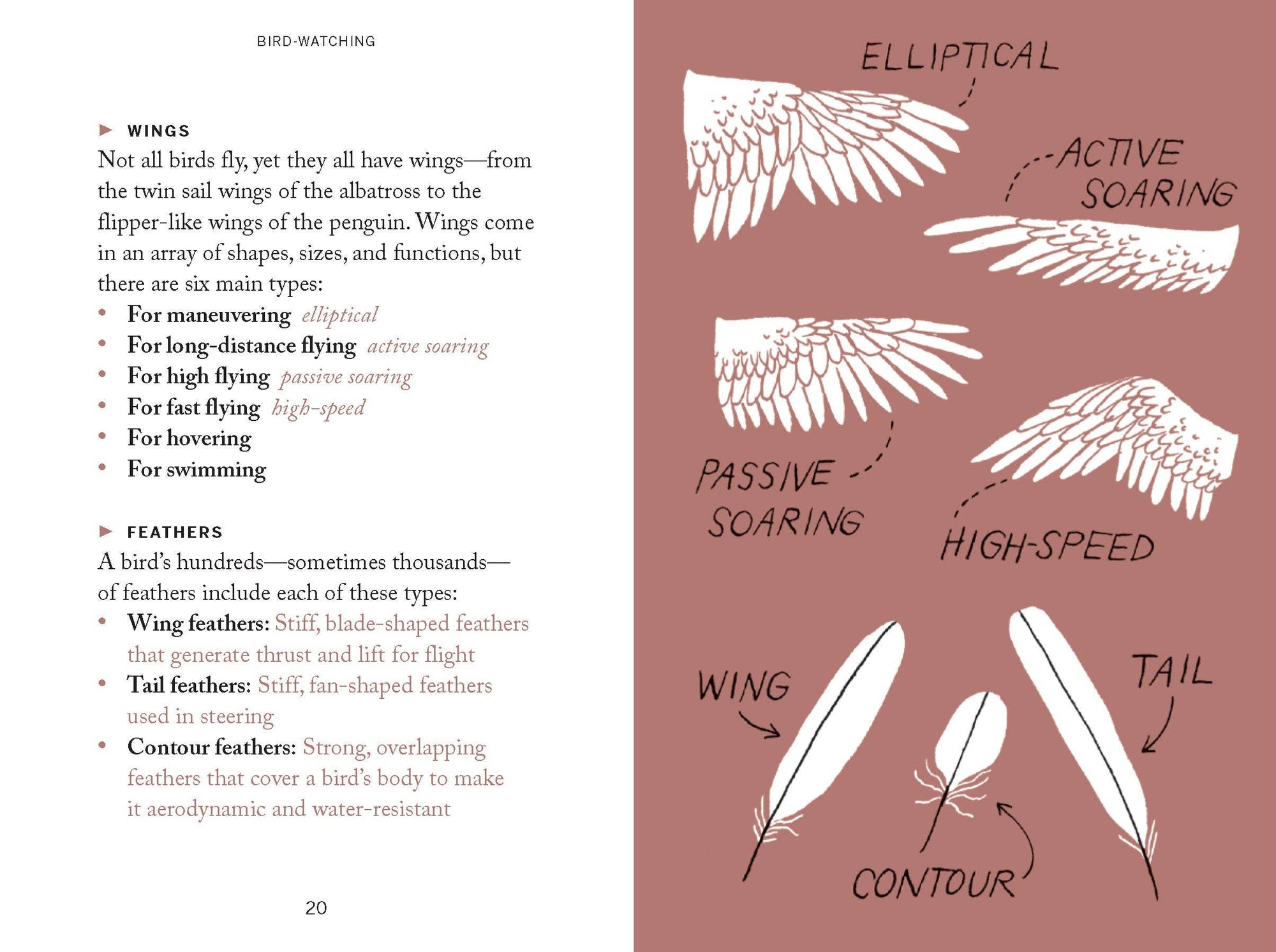 Book | Pocket Nature: Bird-Watching