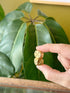 Hand holding two brass dice in front of a plant