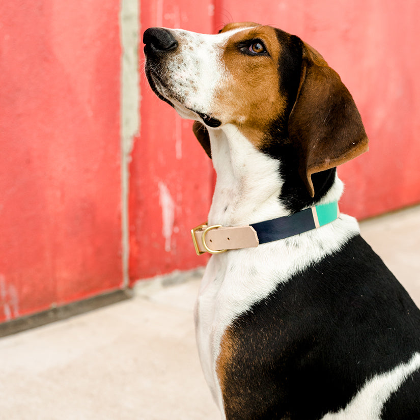 Now you can customize our Willis Eastwood pet line by choosing your paint colors! Choose the perfect colors to reflect your pet&#39;s style! For the toughest little guy or the biggest softie, the Willis collar brings colorful personality to a classic leather design for your pet. Natural leather collar features 5 holes for the perfect fit. Finished with brass hardware and your choice of color block.